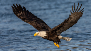 A bald eagle.